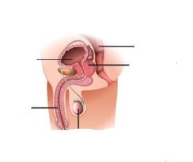 Padidėjęs prostatos geležis